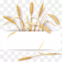 普通小麦麦穗黑麦-创造性食物笔记-空若网 普通小麦麦穗黑麦-创造性食物笔记-空若网