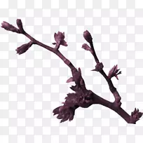 树枝芽侧影-树芽-空若网 树枝芽侧影-树芽-空若网