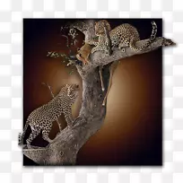 豹陆生动物野生动物外来动物-空若网 豹陆生动物野生动物外来动物-空若网