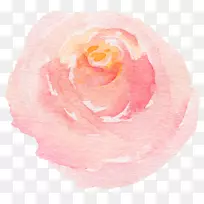 海滩玫瑰水彩画.手绘水彩画玫瑰-空若网 海滩玫瑰水彩画.手绘水彩画玫瑰-空若网