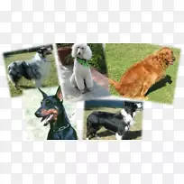 犬种边境牧羊犬澳大利亚牧羊犬粗糙牧羊犬服从试验金毛猎犬边境牧羊犬混合-空若网 犬种边境牧羊犬澳大利亚牧羊犬粗糙牧羊犬服从试验金毛猎犬边境牧羊犬混合-空若网