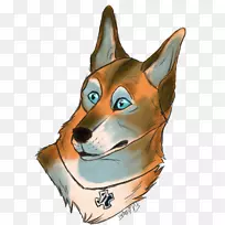 犬种澳洲牧羊犬须鼻爪-空若网 犬种澳洲牧羊犬须鼻爪-空若网