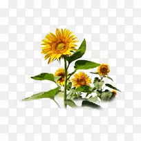 装饰性向日葵-空若网 装饰性向日葵-空若网