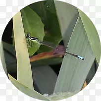 Ҷ-������