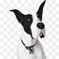 大丹麦老英国猎犬层压地板狗品种硬木地板-空若网 大丹麦老英国猎犬层压地板狗品种硬木地板-空若网