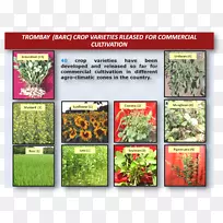 草药天然食品配方花卉-空若网 草药天然食品配方花卉-空若网