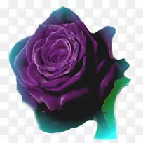 花园玫瑰动画摄影卷心菜玫瑰-动画-空若网 花园玫瑰动画摄影卷心菜玫瑰-动画-空若网