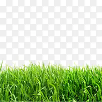 草图像文件格式剪贴画绿草-空若网 草图像文件格式剪贴画绿草-空若网