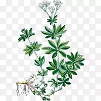 Ïã²Ý£¬²Ý-¿ÕÈôÍø Ïã²Ý£¬²Ý-¿ÕÈôÍø