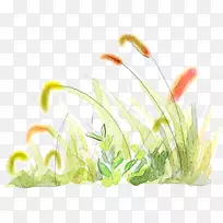 黄尾狗尾草-手绘鲜狗尾草-空若网 黄尾狗尾草-手绘鲜狗尾草-空若网