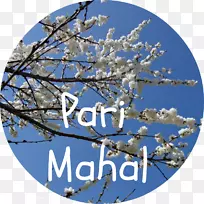 樱花开花时间150分钟。-空若网 樱花开花时间150分钟。-空若网