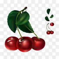 ��֭ӣ�ҹ���ͼ.Ϳ�к�ɫӣ�ҹ�ʵ����Ҷ-������