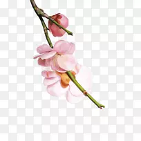 樱花-手绘樱桃花瓣-空若网 樱花-手绘樱桃花瓣-空若网