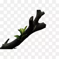 ��֦��ľǽֽ����֦-������