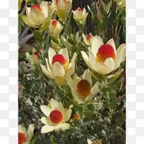 观赏灌木,开花植物,观赏植物-空若网 观赏灌木,开花植物,观赏植物-空若网