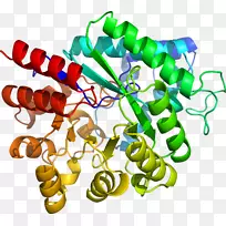 人体珠宝有机体剪贴画.珠宝-空若网 人体珠宝有机体剪贴画.珠宝-空若网
