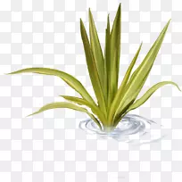 水草-空若网 水草-空若网