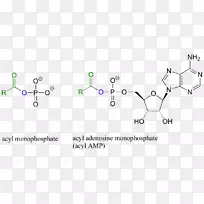 酰胺肽键氨基酸官能团转移RNA-磷酸腺苷-空若网 酰胺肽键氨基酸官能团转移RNA-磷酸腺苷-空若网