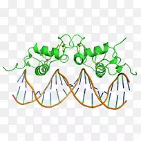 dna结合区蛋白结构域有翅螺旋转录因子螺旋-空若网 dna结合区蛋白结构域有翅螺旋转录因子螺旋-空若网