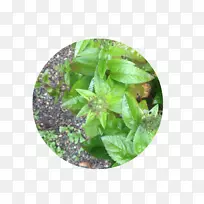 罗勒草叶对称图案-空若网 罗勒草叶对称图案-空若网