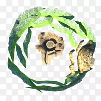 叶动物-叶-空若网 叶动物-叶-空若网