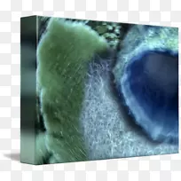 鼻子近距离毛皮艺术运动-空若网 鼻子近距离毛皮艺术运动-空若网