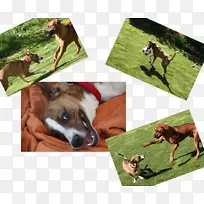 犬种鼻犬-空若网 犬种鼻犬-空若网