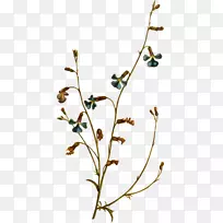 小枝植物茎叶开花植物剪贴画叶-空若网 小枝植物茎叶开花植物剪贴画叶-空若网