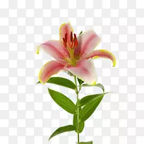 莉莉摄影-空若网 莉莉摄影-空若网