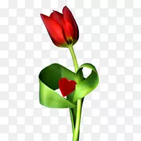 郁金香花卉设计切花植物茎郁金香-空若网 郁金香花卉设计切花植物茎郁金香-空若网