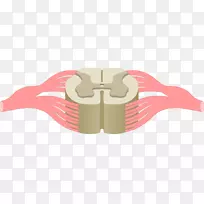 脊髓脊柱神经系统解剖脊髓神经脊髓-空若网 脊髓脊柱神经系统解剖脊髓神经脊髓-空若网