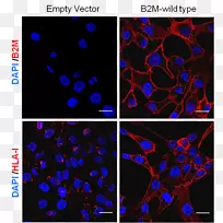 ����Էΰ��ҹ�Ĥϸ�������о�Э��-������