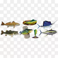 动物性动物鱼-铁饼鱼-空若网 动物性动物鱼-铁饼鱼-空若网