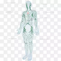 淋巴系统人体淋巴结解剖淋巴管-空若网 淋巴系统人体淋巴结解剖淋巴管-空若网