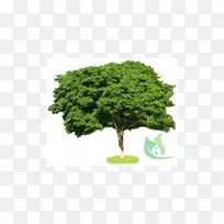 乔木尺度模型灌木嗜好画-树-空若网 乔木尺度模型灌木嗜好画-树-空若网