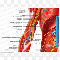 臂人体神经系统肘臂-空若网 臂人体神经系统肘臂-空若网