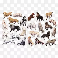 野生动物-狗-空若网 野生动物-狗-空若网