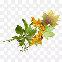 花艺电子邮件剪贴画-百里香-空若网 花艺电子邮件剪贴画-百里香-空若网