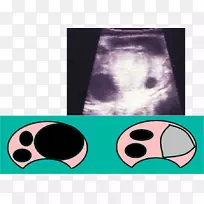 鼻生物-鼻子-空若网 鼻生物-鼻子-空若网