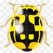 昆虫圣甲虫-空若网 昆虫圣甲虫-空若网