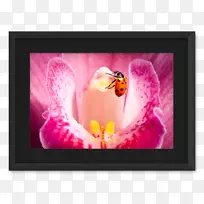 昆虫桌面壁纸画框电脑水彩画昆虫-空若网 昆虫桌面壁纸画框电脑水彩画昆虫-空若网