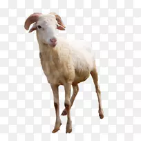 山羊陆生动物鼻子-绵羊-空若网 山羊陆生动物鼻子-绵羊-空若网