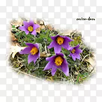 ɽˮ»¨Êø×ÔÈ»¹ÊÊÂÒ°»¨-¿ÕÈôÍø ɽˮ»¨Êø×ÔÈ»¹ÊÊÂÒ°»¨-¿ÕÈôÍø