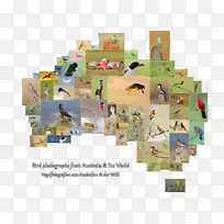澳洲鸟摄影-澳洲-空若网 澳洲鸟摄影-澳洲-空若网