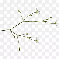 С֦�ݣ�ֲ�ﾥϵ��Ҷϵ-������