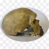 头盖骨-空若网 头盖骨-空若网