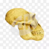 头盖骨-空若网 头盖骨-空若网