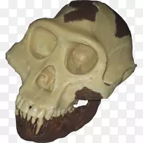 ���������ѧ-��ѧ-������