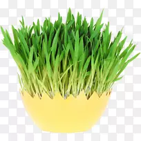 麦草免费摄影照片麦芽春草-空若网 麦草免费摄影照片麦芽春草-空若网