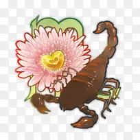 Decapoda开花植物-天蝎座-空若网 Decapoda开花植物-天蝎座-空若网